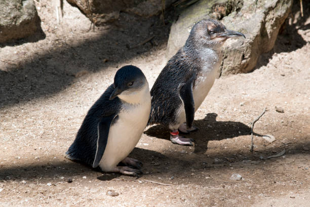 istock two penguins walking to the rocks 1212284297