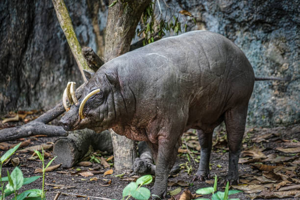 istock Image of babirusa of wild 1212285915