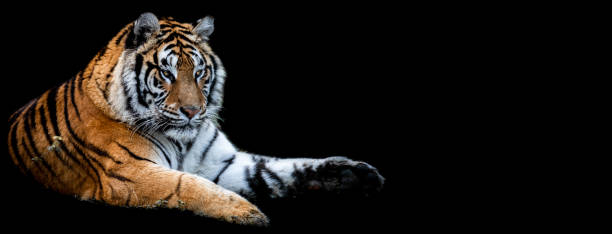 istock Template of Tiger with a black background 1212285922