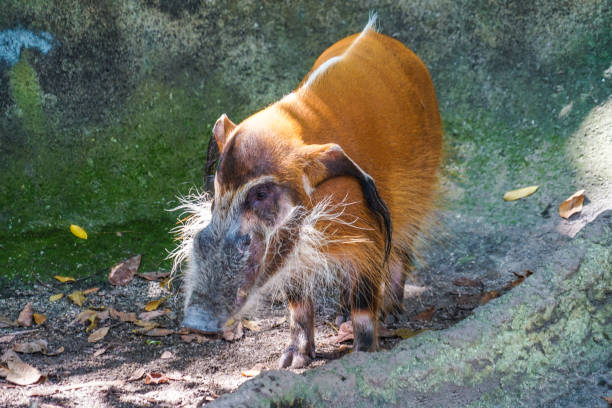 Image of the wild Red River wild boar. Shooting Location: Singapore