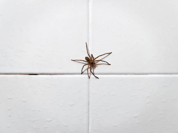 Creepy spider on white background.  Focus on body.