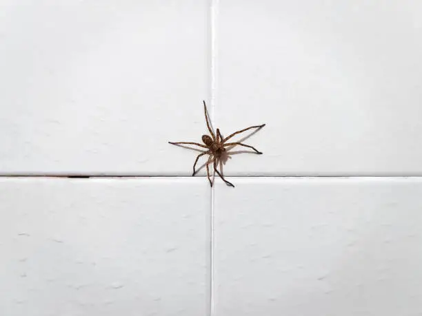 Photo of Close-up Spider on Dirty White Wet Tiled Wall