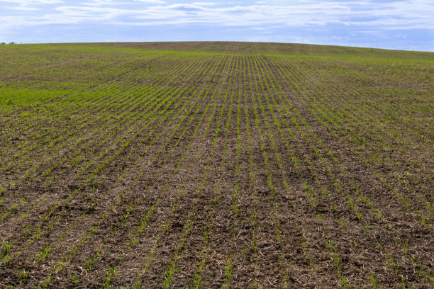 istock Cultivation of Young Plants in a Field 1212288064