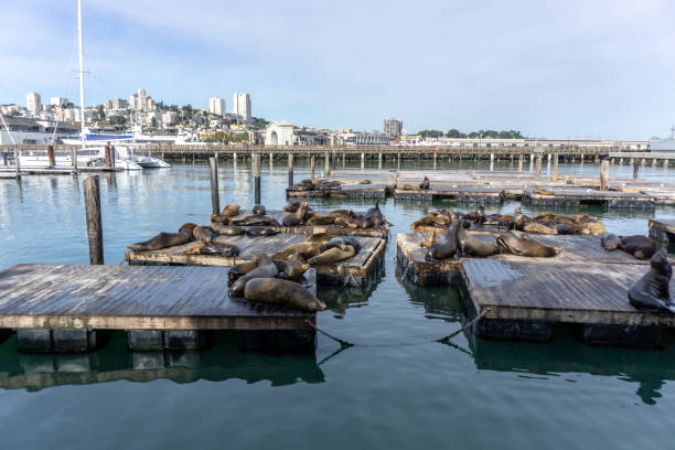 istock Sea lions resting on the dockside 1212288074