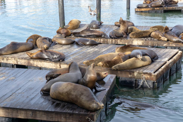 istock Sea lions resting on the dockside 1212288080
