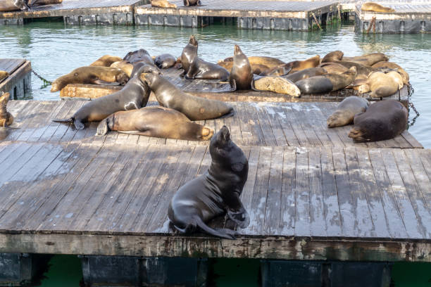 istock Sea lions resting on the dockside 1212288669