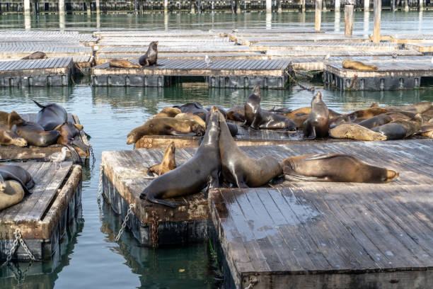 istock Sea lions resting on the dockside 1212288673