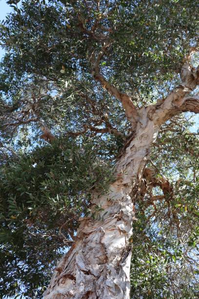 istock Adult eucalyptus tree detail from trunk 1212290852