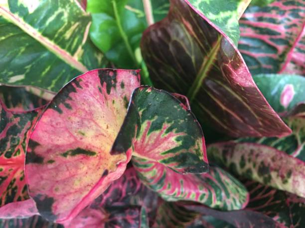istock Croton beautiful leaves in pots 1212291208