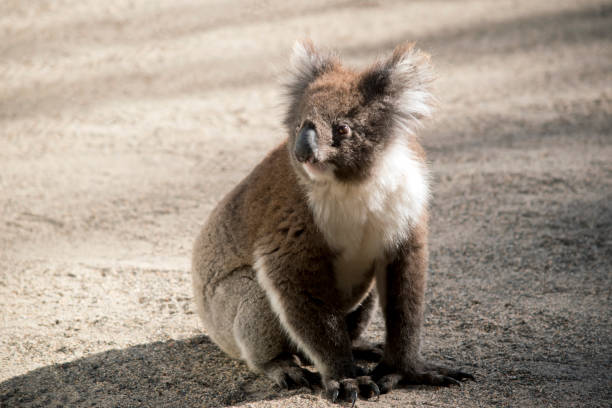 istock this is an Australian koala sitting on the ground 1212291765