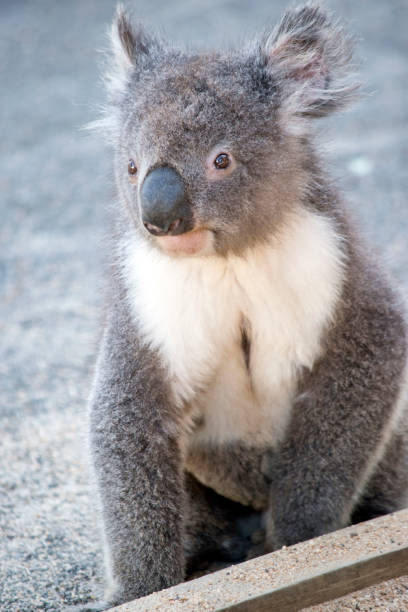 istock this is a close up of a young koala 1212291857