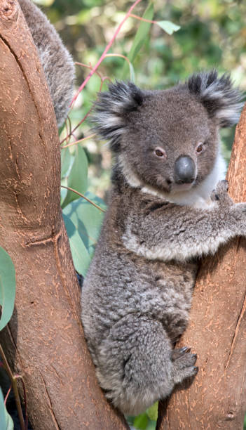 istock the young koala is resting in the fork of a tree 1212291869
