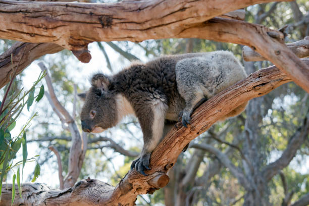 istock this is a side view of a koala 1212291894