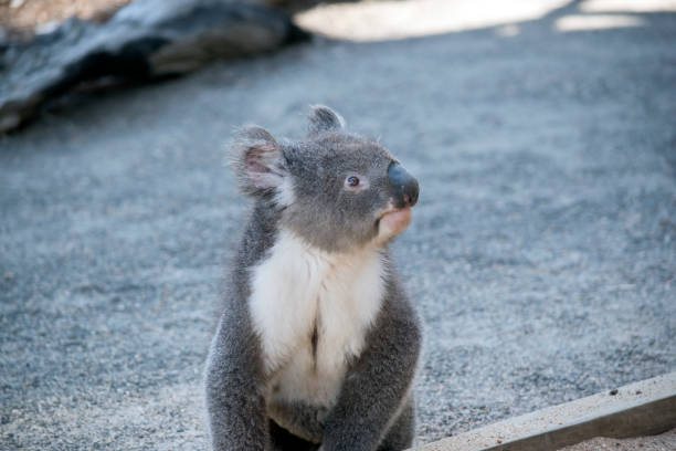 istock the Australian koala is resting on the ground 1212292510