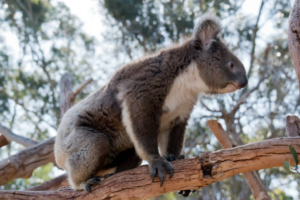 istock this is a side view of a koala 1212292603