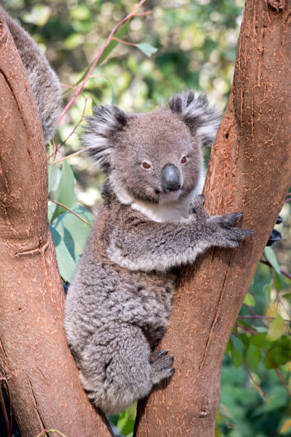 istock the young koala is resting in the fork of a tree 1212292660