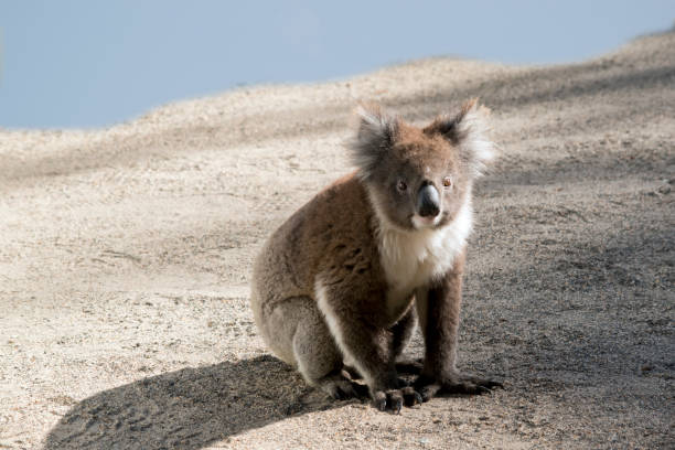 istock this is an Australian koala sitting on the ground 1212292700