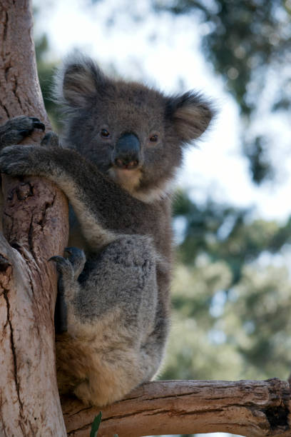 istock the joey koala is resting holding onto the tree 1212292711