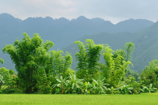 Vietnam - rural scene on the village