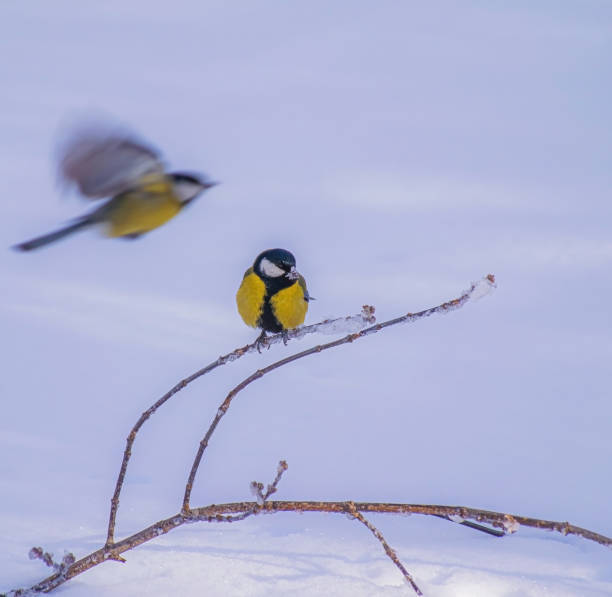 istock Titmouse on a snowy winter day 1212294041