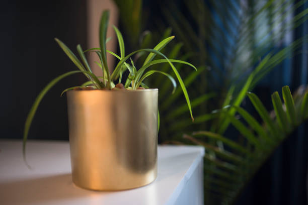 istock An elegant green pot plant as room decoration 1212294082
