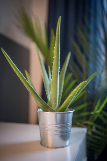Growing of aloe