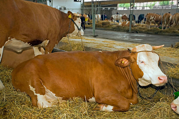 istock Cows at livestock exhibition 121229430