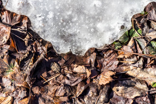 Snow is gradually melting on the lawn.