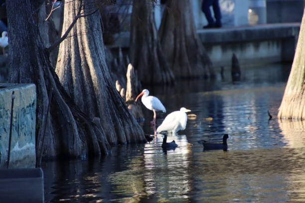 istock Great white egret and white ibis birds in reflecting blue water. 1212296436