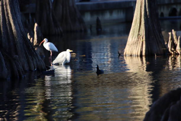 istock Great white egret and white ibis birds in reflecting blue water. 1212296464