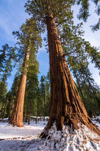 The giant trees are located in Sequoia National Park in California's southern Sierra Nevada mountains. The park is famous for its huge sequoia trees, notably the General Sherman Tree.