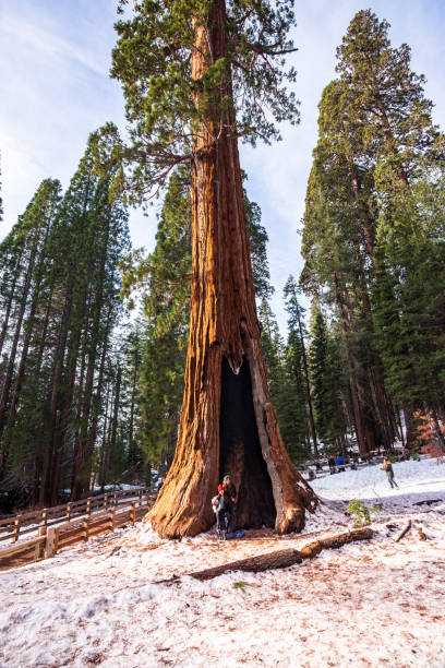 turistas ao lado de árvores gigantes de sequoia em um parque nacional de sequoia nevado, ca - sequoia national forest - fotografias e filmes do acervo