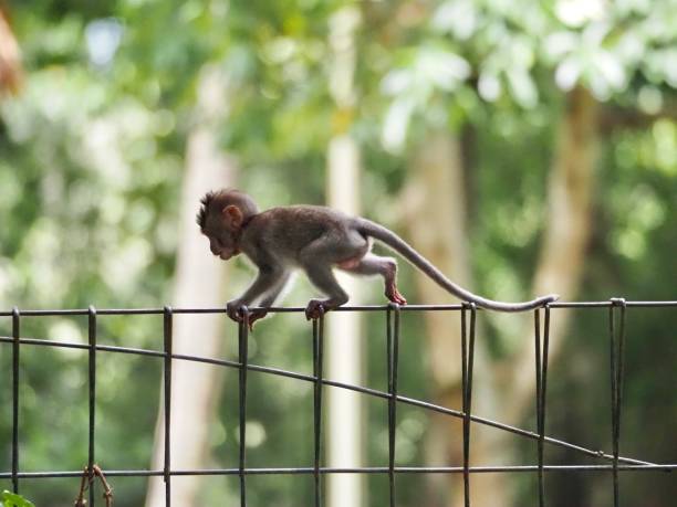 Closeup photo of a baby wild grey macaque monkey  in the Sacred Monkey Forest in Ubud Bali