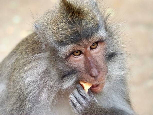istock Macaque Monkey Eating Sweet Potato 1212296719