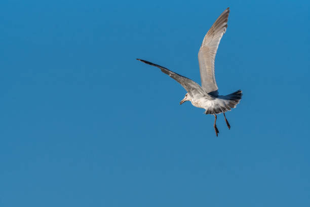istock seagull fly in the sun light, Vancouver, BC, Canada 1212298543