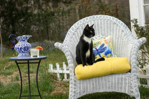 scena na świeżym powietrzu z pięknym czarnym kotem siedzącym na białym wiklinowym krześle z żółtą poduszką obok stołu z drinkiem i niebieskim dzbanem - ornamental garden wicker flower bed formal garden zdjęcia i obrazy z banku zdjęć
