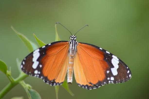 istock Plain tiger butterfly (Danaus chrysippus) or African monarch 1212298786