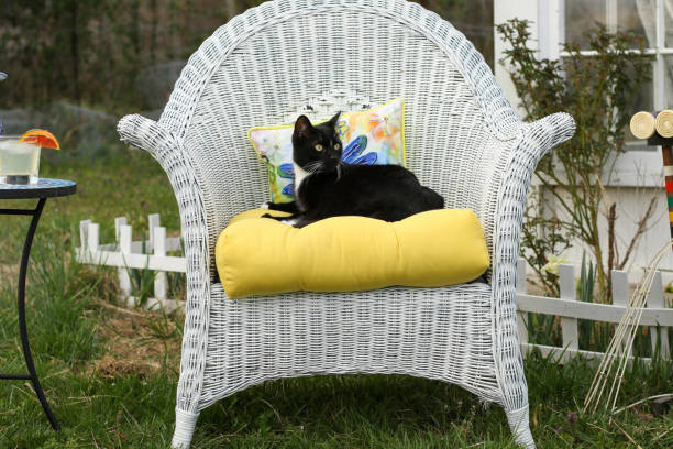 scena na świeżym powietrzu z pięknym czarnym kotem siedzącym na białym wiklinowym krześle z żółtą poduszką obok stołu z drinkiem i niebieskim dzbanem - ornamental garden wicker flower bed formal garden zdjęcia i obrazy z banku zdjęć