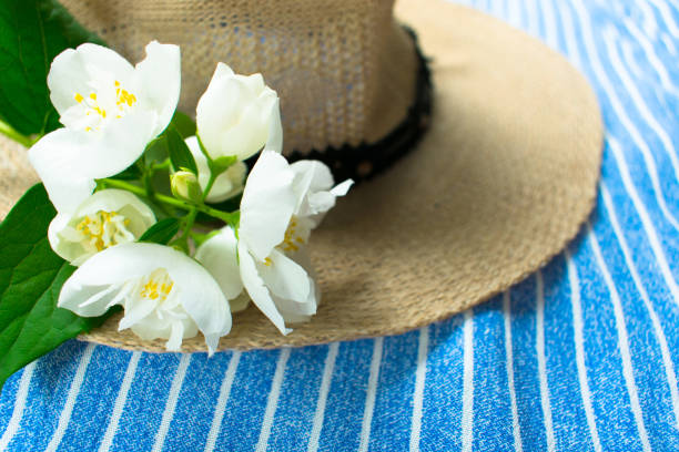 Summer hat and white jasmine flower on a blue striped background.