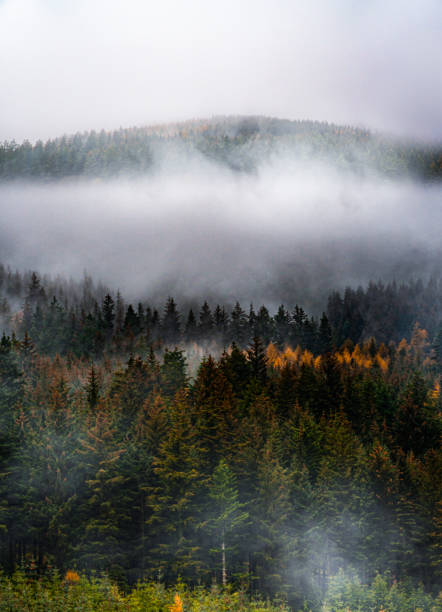 A fog lifts from the dense undergrowth in Whinlatter National Park. Keswick, Cumbria.