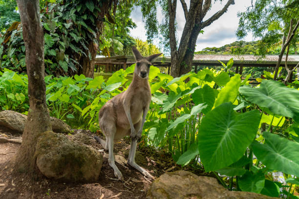 Kangaroo in Kuranda jungle, Queensland, Australia