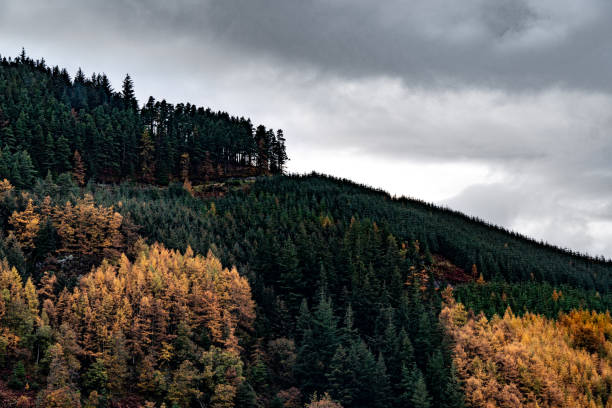 istock Whinlatter National Park Cumbria. 1212302763