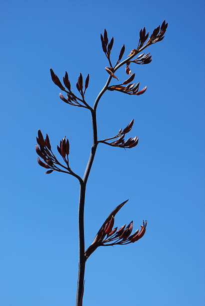 ニュージーランドフラックス花 - new zealand flax ストックフォトと画像