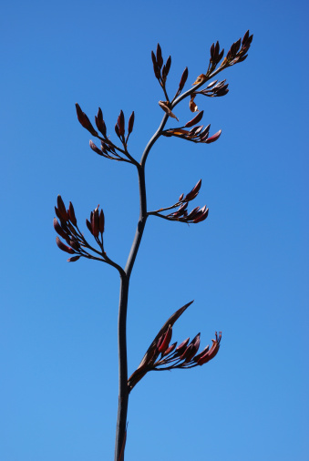 New Zealand Flax in Flower with a classic clear New Zealand spring sky. It is also known by it's Maori name Harakeke. 