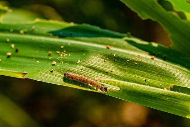 istock What causes the maize leaves being damaged,Corn leaf damaged by fall armyworm Spodoptera frugiperda.Corn leaves attacked by worms in maize field. 1212306138