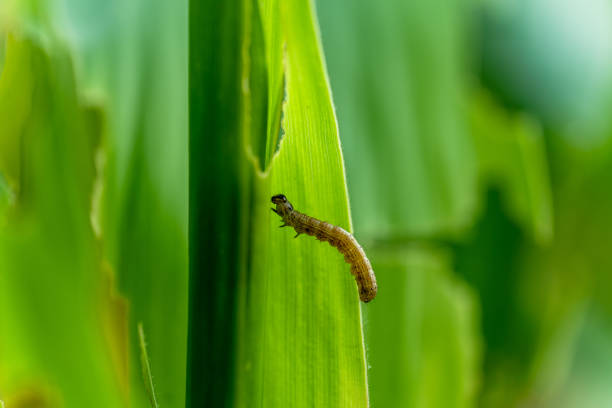 What causes the maize leaves being damaged,Corn leaf damaged by fall armyworm Spodoptera frugiperda.Corn leaves attacked by worms in maize field.