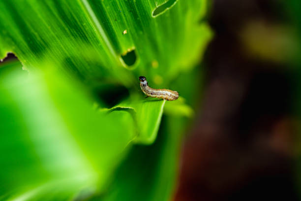 What causes the maize leaves being damaged,Corn leaf damaged by fall armyworm Spodoptera frugiperda.Corn leaves attacked by worms in maize field.