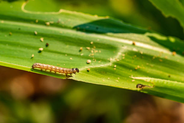 istock What causes the maize leaves being damaged,Corn leaf damaged by fall armyworm Spodoptera frugiperda.Corn leaves attacked by worms in maize field. 1212306673