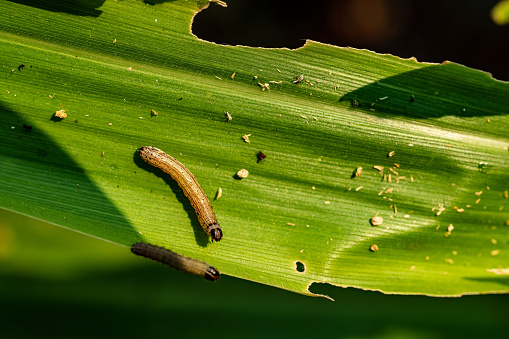 What causes the maize leaves being damaged,Corn leaf damaged by fall armyworm Spodoptera frugiperda.Corn leaves attacked by worms in maize field.