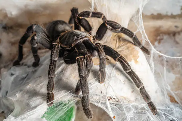Photo of Asian species Tarantula spider Found in Thailand, the scientific name is 